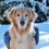 ‘Doggie’ Howser, MD: Exploring Pet Insurance